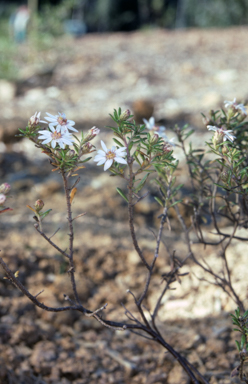 APII jpeg image of Olearia iodochroa  © contact APII