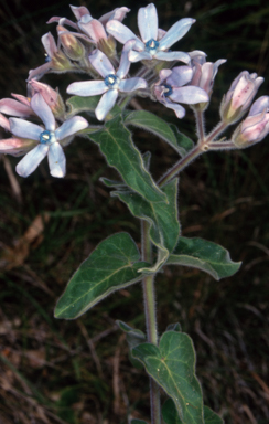 APII jpeg image of Oxypetalum coeruleum  © contact APII