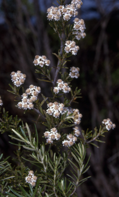 APII jpeg image of Ozothamnus thyrsoideus  © contact APII