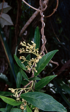 APII jpeg image of Parsonsia brownii  © contact APII