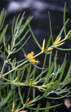 APII jpeg image of Persoonia mollis subsp. caleyi  © contact APII