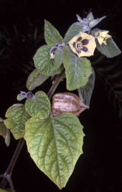 APII jpeg image of Physalis peruviana  © contact APII