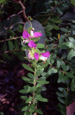 APII jpeg image of Polygala myrtifolia  © contact APII