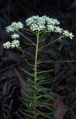 APII jpeg image of Poranthera corymbosa  © contact APII