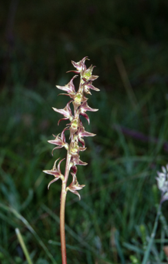 APII jpeg image of Prasophyllum wilkinsoniorum  © contact APII