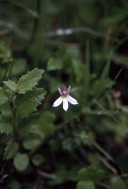 APII jpeg image of Lobelia purpurascens  © contact APII