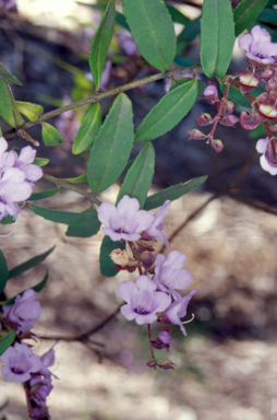 APII jpeg image of Prostanthera caerulea  © contact APII
