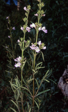 APII jpeg image of Prostanthera tallowa  © contact APII