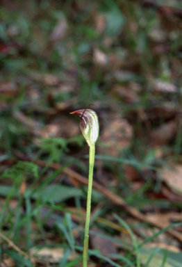 APII jpeg image of Pterostylis pedunculata  © contact APII