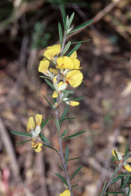 APII jpeg image of Pultenaea benthamii  © contact APII