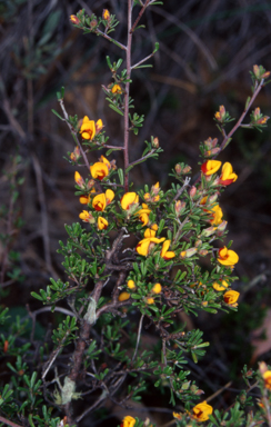 APII jpeg image of Pultenaea microphylla  © contact APII
