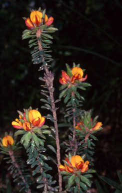 APII jpeg image of Pultenaea tuberculata  © contact APII