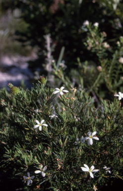 APII jpeg image of Ricinocarpos pinifolius  © contact APII