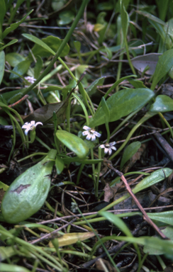 APII jpeg image of Goodenia radicans  © contact APII