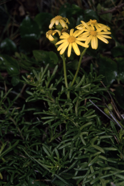 APII jpeg image of Senecio pinnatifolius var. pinnatifolius  © contact APII