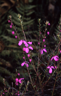 APII jpeg image of Tetratheca pilosa subsp. latifolia  © contact APII