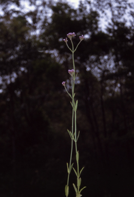 APII jpeg image of Verbena bonariensis  © contact APII