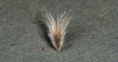 APII jpeg image of Isopogon scabriusculus subsp. stenophyllus  © contact APII