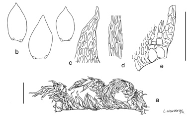 APII jpeg image of Meiothecium secundifolium  © contact APII