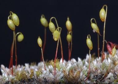 APII jpeg image of Bryum argenteum  © contact APII