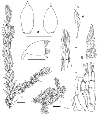 APII jpeg image of Papillidiopsis ramulina  © contact APII