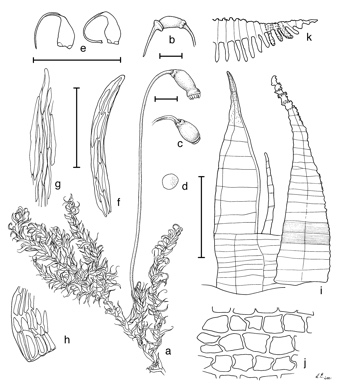 APII jpeg image of Warburgiella leucocytus  © contact APII