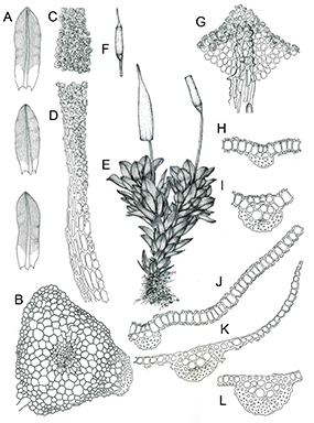 APII jpeg image of Encalypta vulgaris  © contact APII