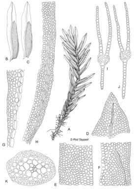 APII jpeg image of Fissidens integerrimus  © contact APII