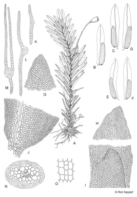 APII jpeg image of Fissidens oblongifolius var. hyophilus  © contact APII