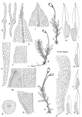 APII jpeg image of Fissidens pellucidus  © contact APII