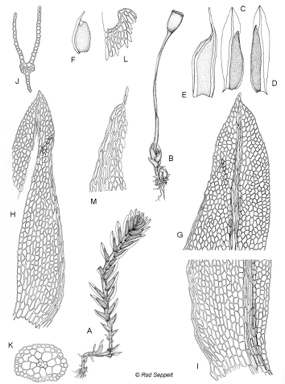 APII jpeg image of Fissidens taylorii var. taylorii  © contact APII