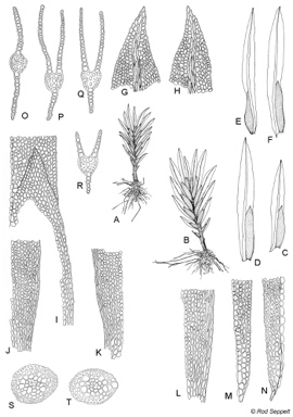 APII jpeg image of Fissidens wattsii  © contact APII