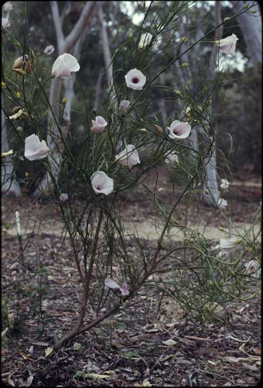 APII jpeg image of Alyogyne hakeifolia  © contact APII