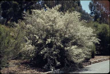 APII jpeg image of Leptospermum brevipes  © contact APII