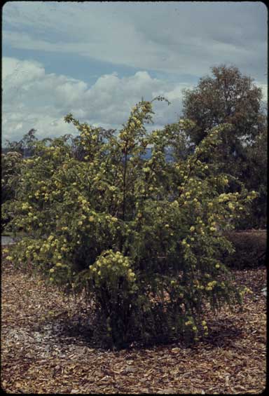 APII jpeg image of Melaleuca incana  © contact APII