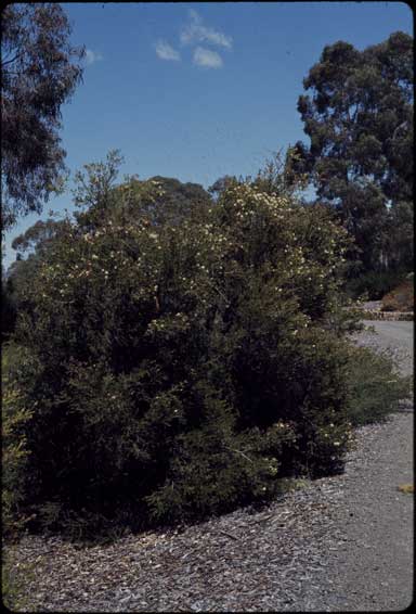 APII jpeg image of Melaleuca sieberi  © contact APII