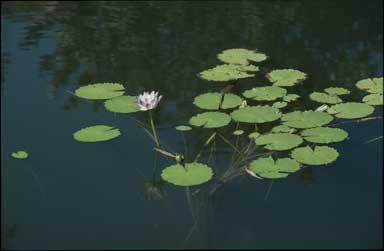 APII jpeg image of Nymphaea violacea  © contact APII