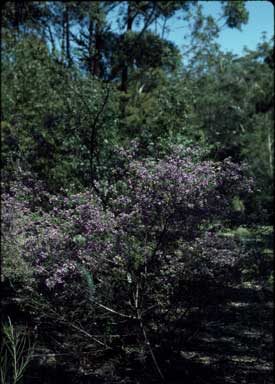 APII jpeg image of Prostanthera discolor  © contact APII