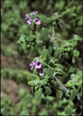 APII jpeg image of Prostanthera incana  © contact APII