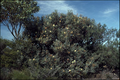 APII jpeg image of Banksia pilostylis  © contact APII