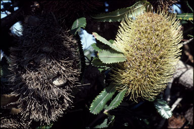 APII jpeg image of Banksia serrata  © contact APII