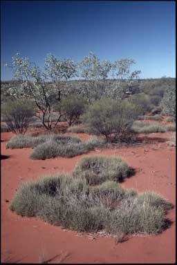 APII jpeg image of Eucalyptus gamophylla,<br/>Triodia sp.  © contact APII