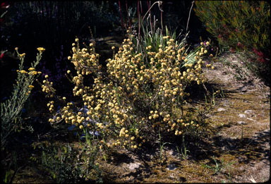 APII jpeg image of Melaleuca pungens  © contact APII