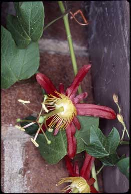 APII jpeg image of Passiflora cinnabarina  © contact APII