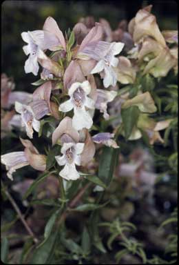 APII jpeg image of Prostanthera magnifica  © contact APII