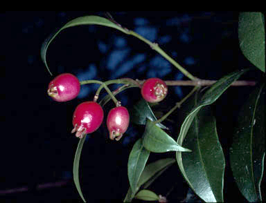 APII jpeg image of Syzygium paniculatum  © contact APII