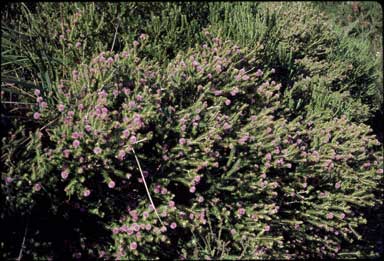 APII jpeg image of Melaleuca squamea  © contact APII