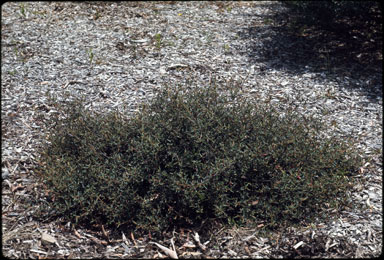 APII jpeg image of Correa decumbens  © contact APII