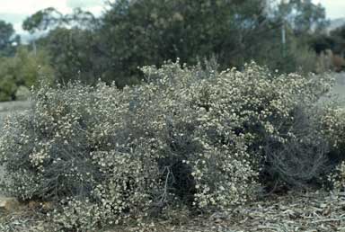 APII jpeg image of Cryptandra speciosa subsp. speciosa  © contact APII