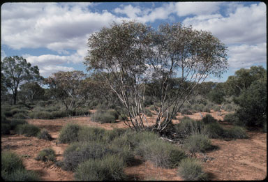 APII jpeg image of Eucalyptus dumosa  © contact APII